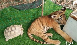 大哥爆料小老虎视频播放