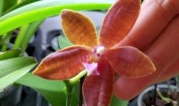 兰花姐姐爆料是真的吗视频,兰花姐姐爆料视频真实性揭秘